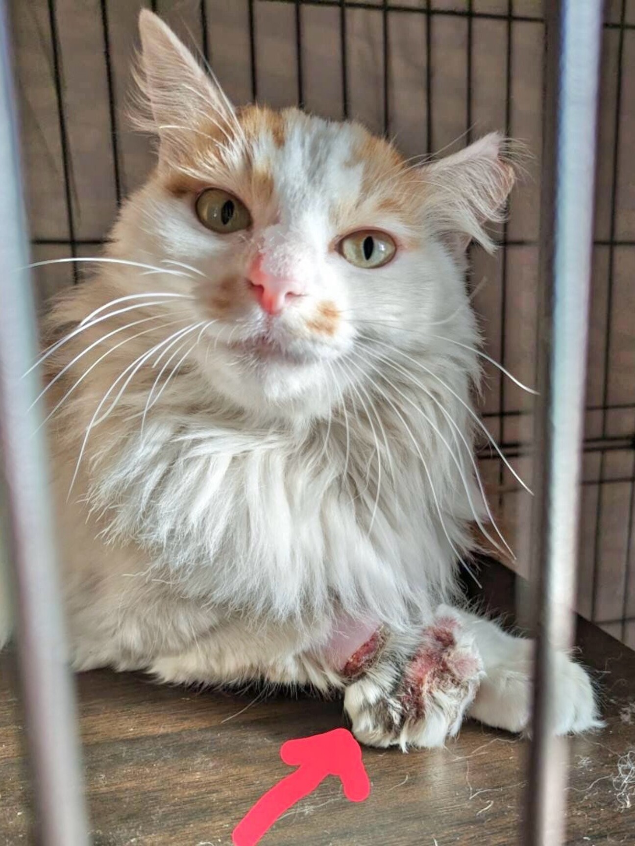 トラバサミの被害にあったハチ」岡山県 - 猫の里親募集(490785