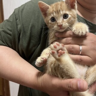 4/27産まれの子猫2匹