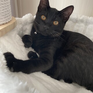 イケメンな黒猫くん☆