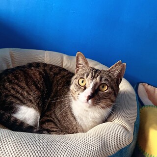 かわいい声のキジシロ女子