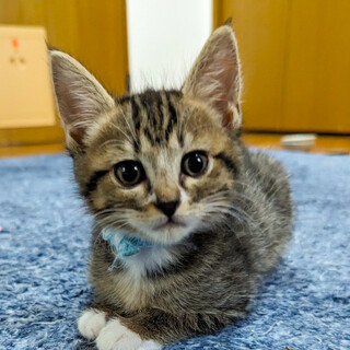 募集停止短めのソックス癒し男子⭐️さぶ