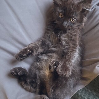 長毛種　人懐っこい子猫