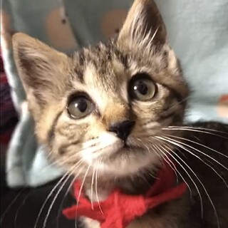 人が大大好きな甘えっ子キジトラのミラン姫