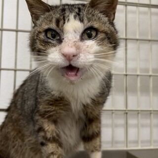 素敵な里親様に助けて頂けました(｡uωu)‪ஐ