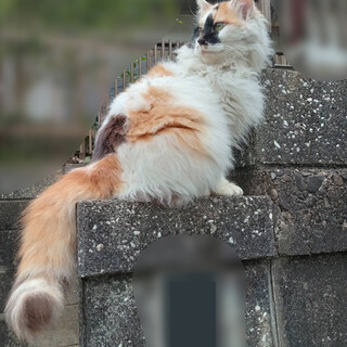 甘えん坊♪おばあちゃんと別れた、長毛三毛