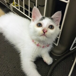 かまってちゃん♫ 2ヶ月子猫♀トマトちゃん