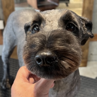 ブラックのミニチュアシュナウザーの女の子