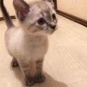 目がブルーのシャムMIX 男の子