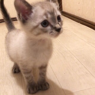 目がブルーのシャムMIX 男の子