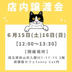 子猫だらけの店内譲渡会in funnyCat