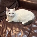 里親募集　マンチカンの男の子です