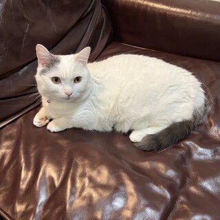 里親募集　マンチカンの男の子です