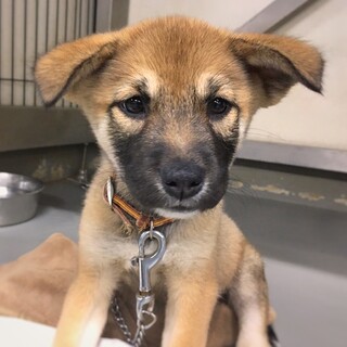 【相談中】かわいい子犬　春こまちゃん　2ヶ月