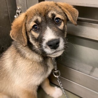 【相談中】かわいい子犬　ニルギリくん　2ヶ月