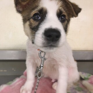 かわいい子犬　オレンジペコーくん　2ヶ月