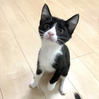 8/4津田沼ෆ⃛シャイな女の子ෆ⃛らむちゃん