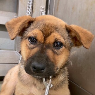 かわいい子犬　ジャワちゃん　2ヶ月