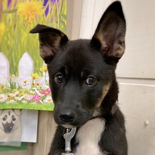 【相談中】かわいい子犬　黒ウーロンちゃん　2ヶ月