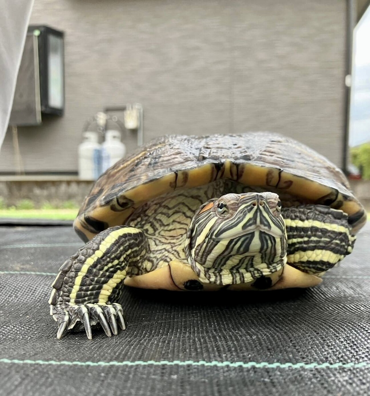 ミドリガメ 人懐っこいミドリガメ 1」熊本県 - 爬虫類・他の里親募集(490836