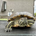 人懐っこいミドリガメ 13-14歳 