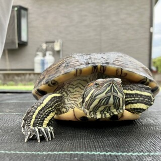 ミドリガメ 国内】ミドリガメは規制できるのか | 国内 | 過去のトピックス