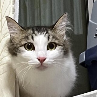 長毛三毛猫　ピエール