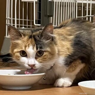 長毛三毛猫　まりちゃん