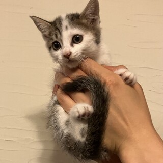 可愛いキジシロ子猫1ヶ月