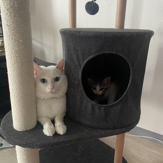 6262skpのカバー写真