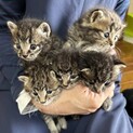 お家決定！ありがとうございました