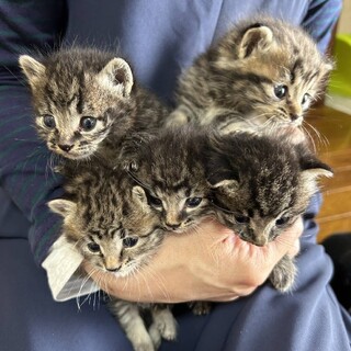 お家決定！ありがとうございました