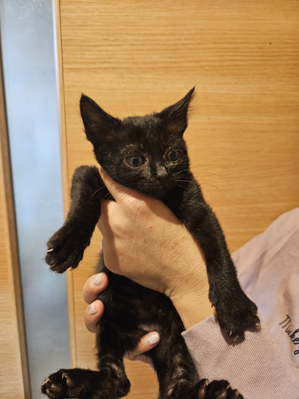 小さめ生後1ヶ月半すぎ人懐っこい♀あさぎちゃん サムネイル4