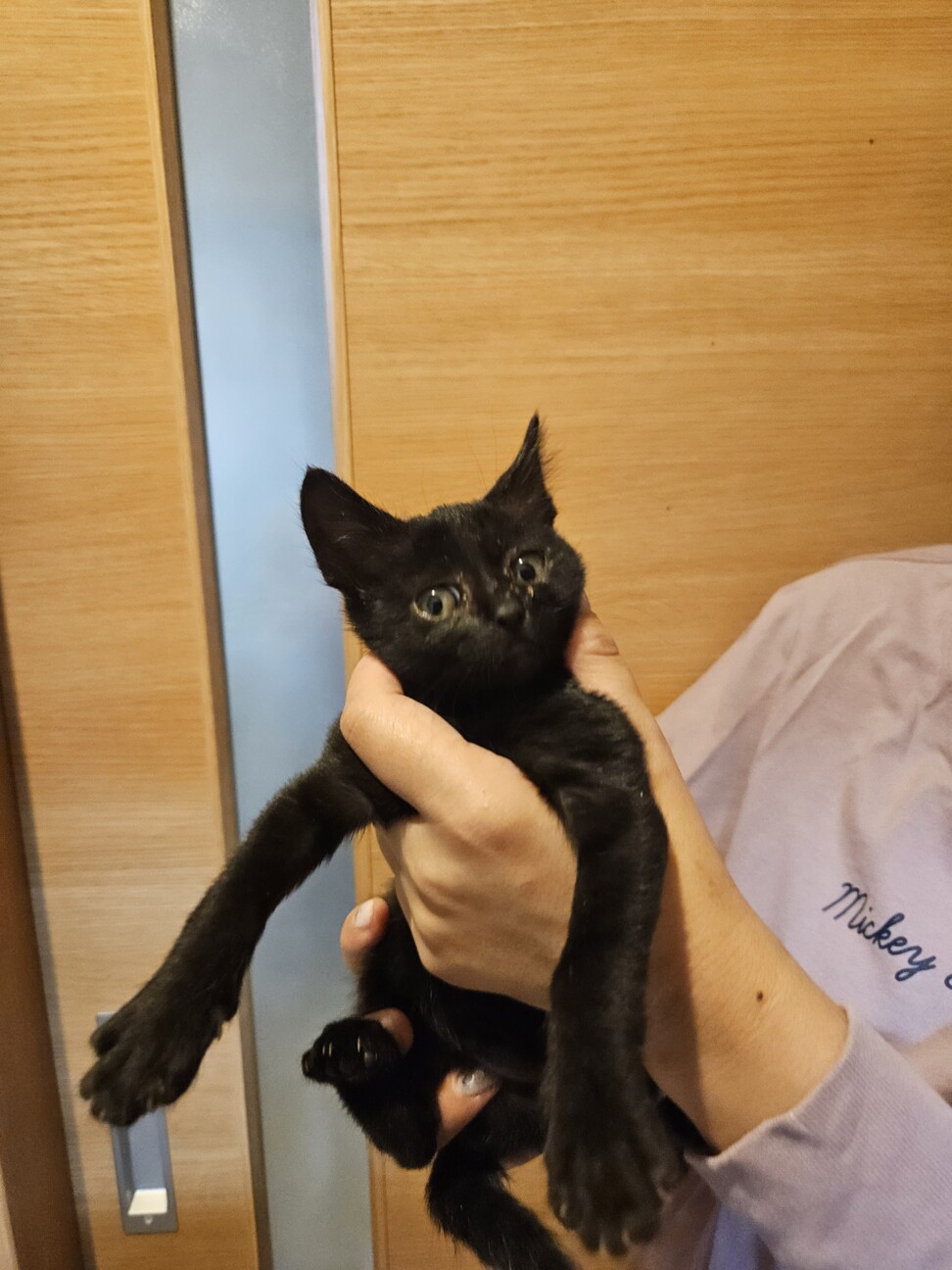 小さめ生後1ヶ月半すぎ人懐っこい♀あさぎちゃん サムネイル2