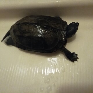 クサガメ里親募集