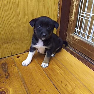 保護犬！里親様緊急募集！！