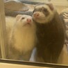 みやごー