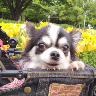 チワワのムーランちゃん　里親様募集！