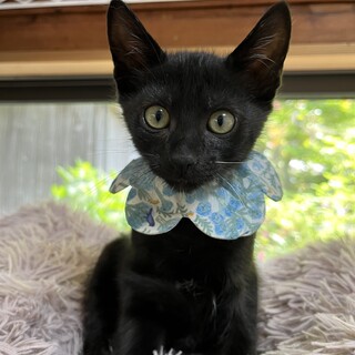 元気いっぱい　かわいい黒猫くん♪