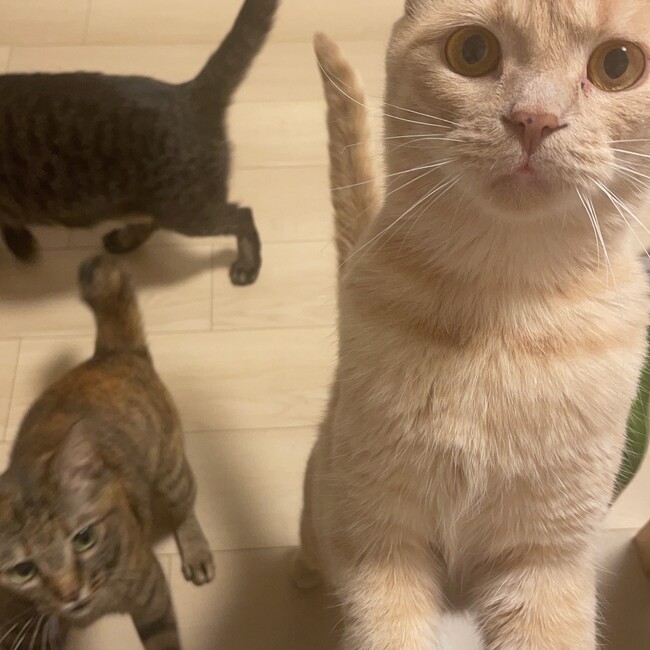 みやごーのカバー写真