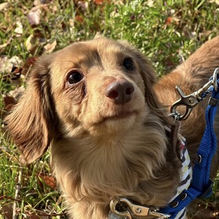 小柄でとっても可愛らしいダックスの女の子♡