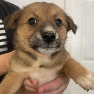 素敵なご縁がありました中型犬雑種可愛い男の子