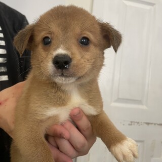 素敵なご縁がありました可愛らしい子犬ちゃん