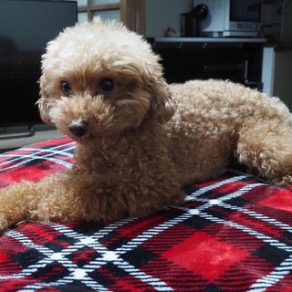 真ん丸おめめのちっちゃなレディ