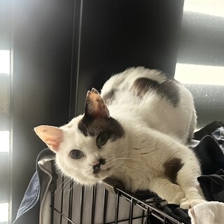 人慣れ抜群♪ 目がブルーのシャムミックス系白黒さん