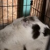 人慣れ抜群♪ 目がブルーのシャムミックス系白黒さん サムネイル4
