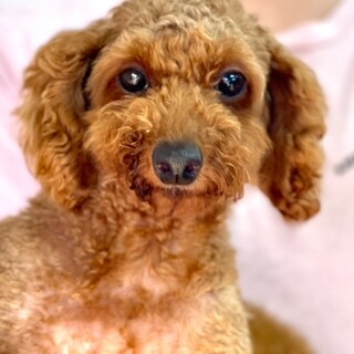 24-W120　初めてのワンコ・可愛いトイプー！