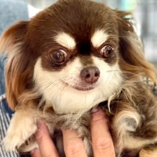 24-W123 小さなチ」滋賀県 - 犬の里親募集(490863) :: ペットの