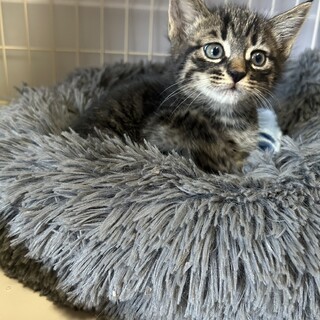 マイペース一人っ子気質な、らく。