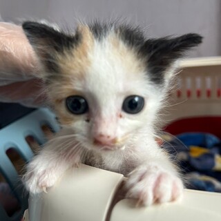 沢山食べて大きくなるんだ♪おてんばな、スカーレット