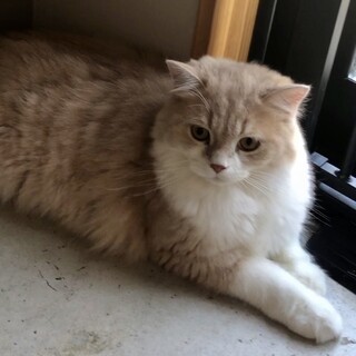 トライアル中】田舎暮らし希望★お外に出たがる